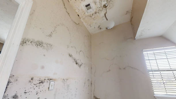 Best Industrial Mold Remediation  in Woodward, IA