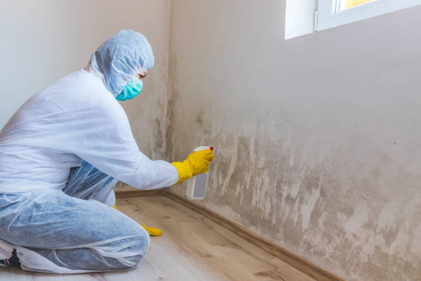 Best Basement Mold Removal  in Woodward, IA