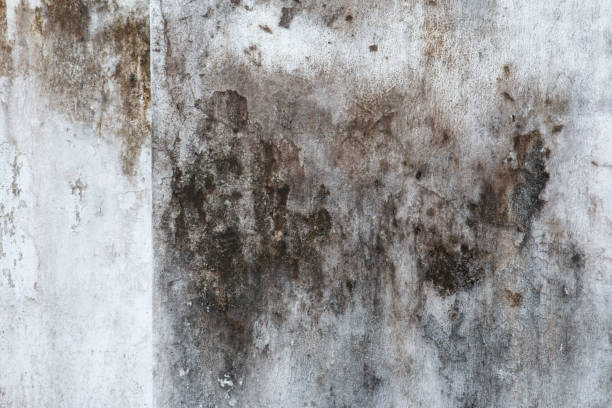 Best Mold-Related Health Consultation  in Woodward, IA