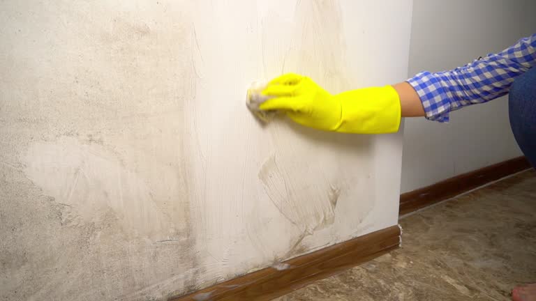 Best Mold Remediation for Healthcare Facilities  in Woodward, IA