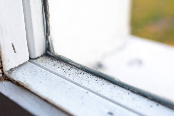 Best Black Mold Removal  in Woodward, IA