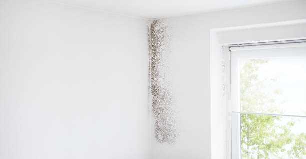 Best Mold Documentation for Insurance Claims  in Woodward, IA