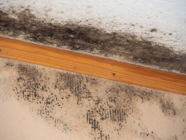 Best Comprehensive Air Testing for Mold Contaminants  in Woodward, IA