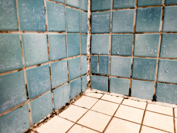 Best Mold Removal for HVAC Installations  in Woodward, IA