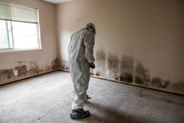 Best Mold Odor Removal Services  in Woodward, IA