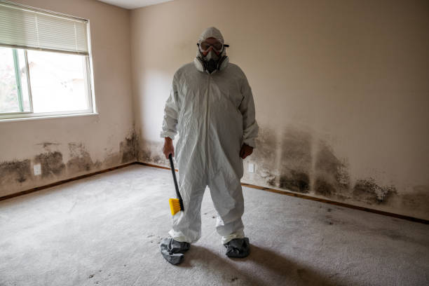 Best Attic Mold Removal  in Woodward, IA