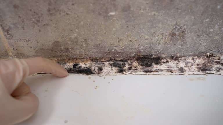 Best Emergency Mold Remediation  in Woodward, IA