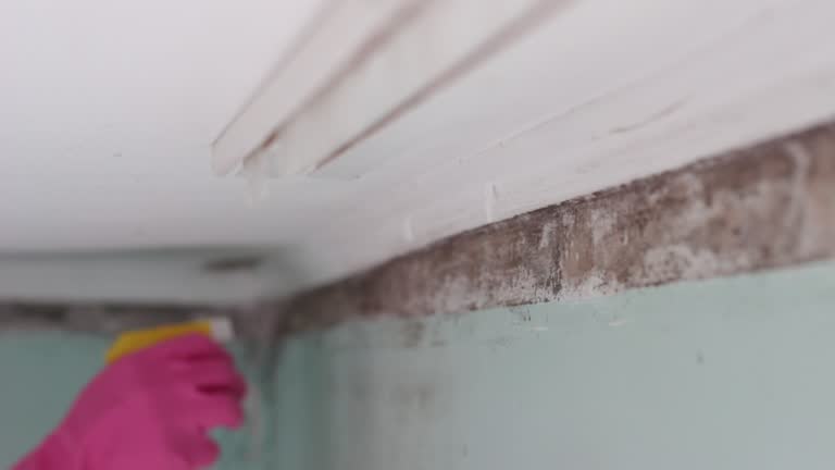 Best Crawl Space Mold Remediation  in Woodward, IA